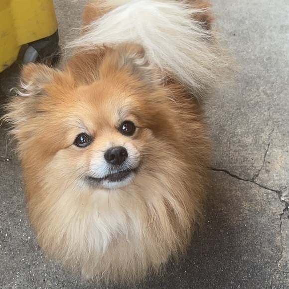 🐈🐈🐈🐈🎈I LOVE BUNDLES🎈🐈🐈🐈🐈 - Picture 5 of 5